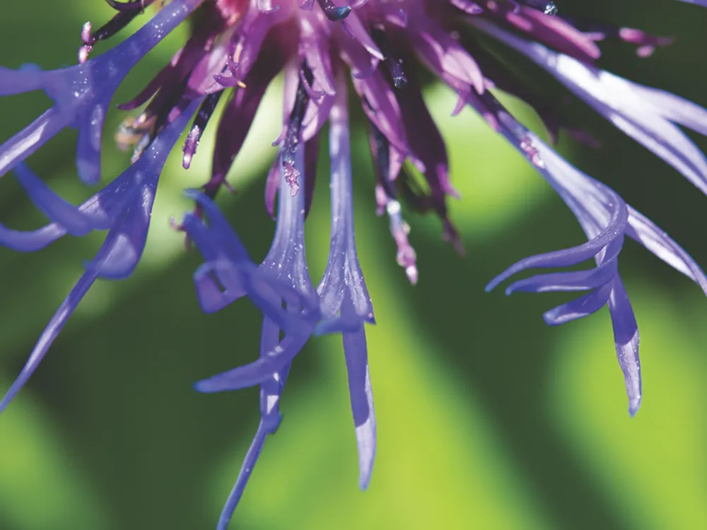 Centaurée bleue - Clothilde Leblanc photographe