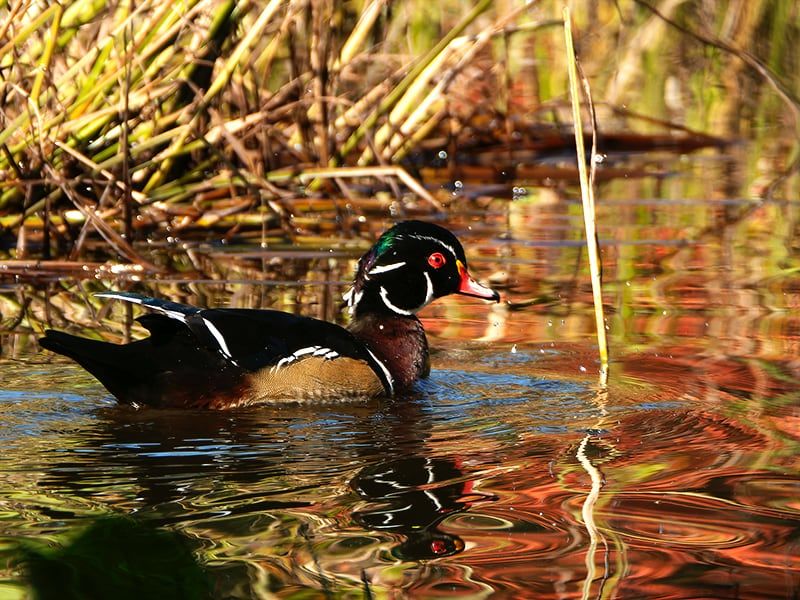 Canard branchu - Clothilde Leblanc photographe
