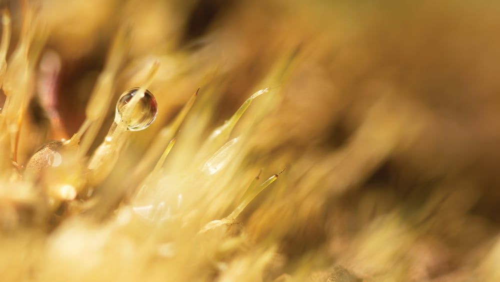 Beauté bryophytique - Clothilde Leblanc photographe