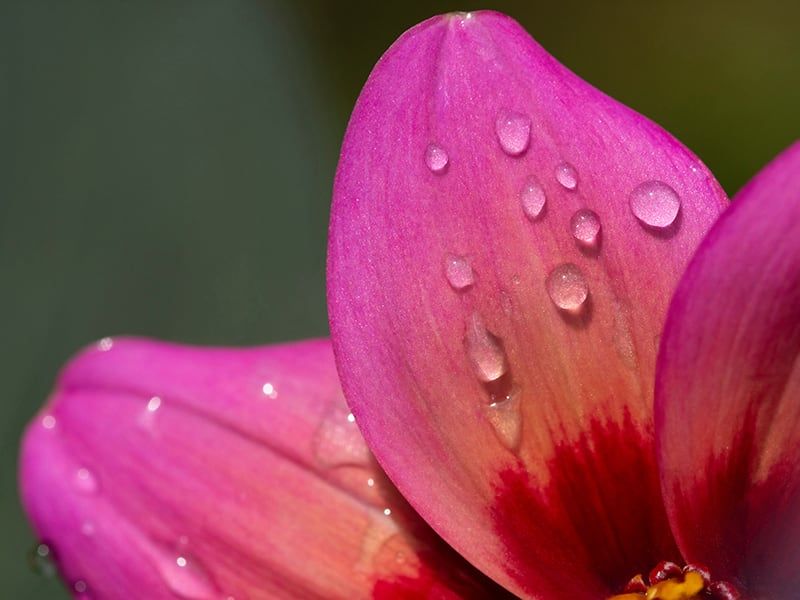 Gouttes sur pétales - Clothilde Leblanc photographe