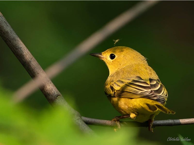 Paruline jaune - Clothilde Leblanc photographe